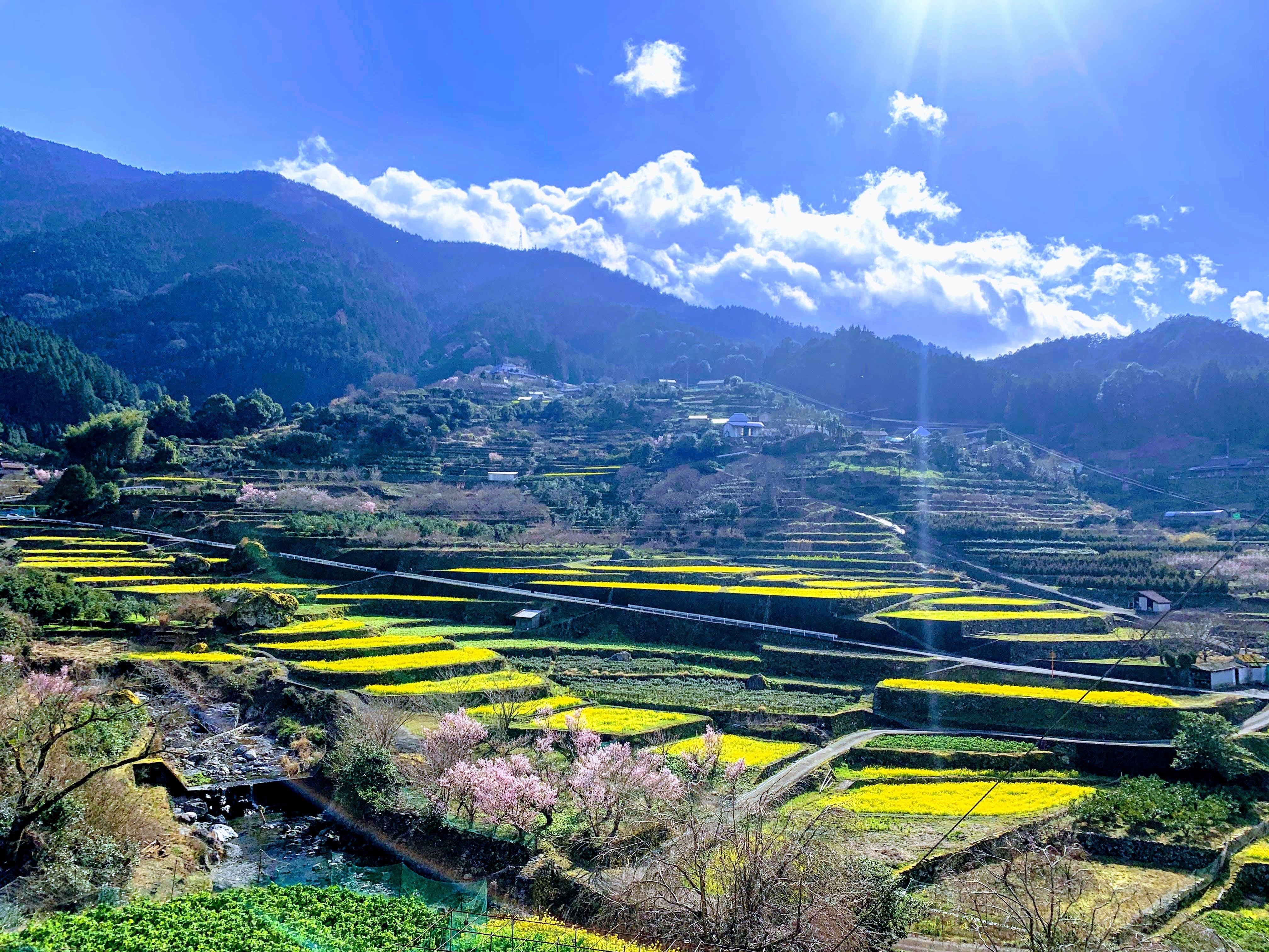 菜の花ウォーク | 徳島トヨタ自動車株式会社