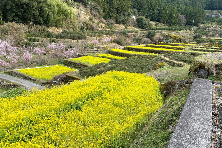 菜の花ウォーク | 徳島トヨタ自動車株式会社