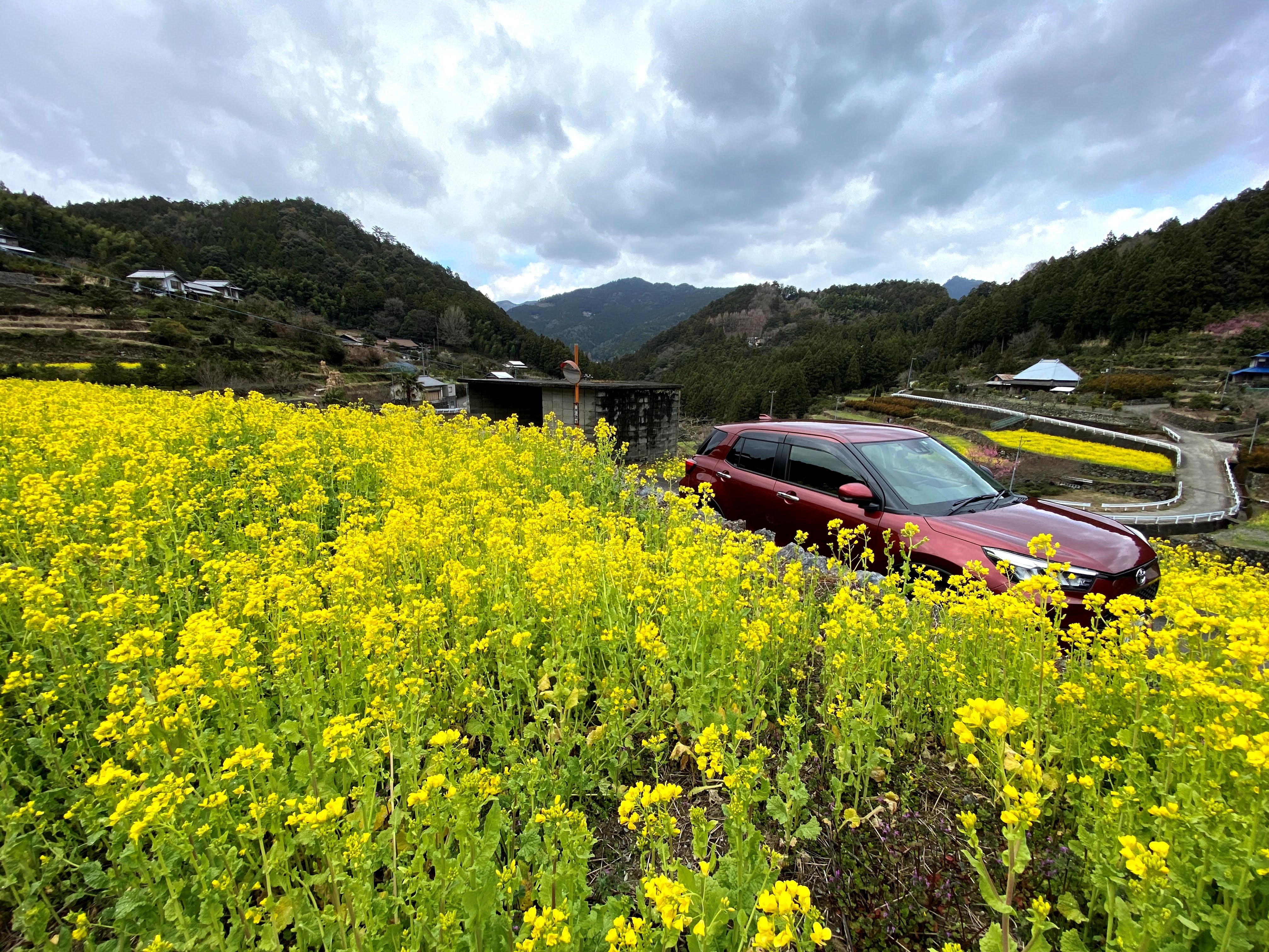 菜の花ウォーク 徳島トヨタ自動車株式会社 菜の花ウォーク 徳島トヨタ自動車株式会社