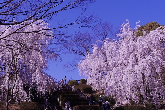 お出かけ　神山森林公園