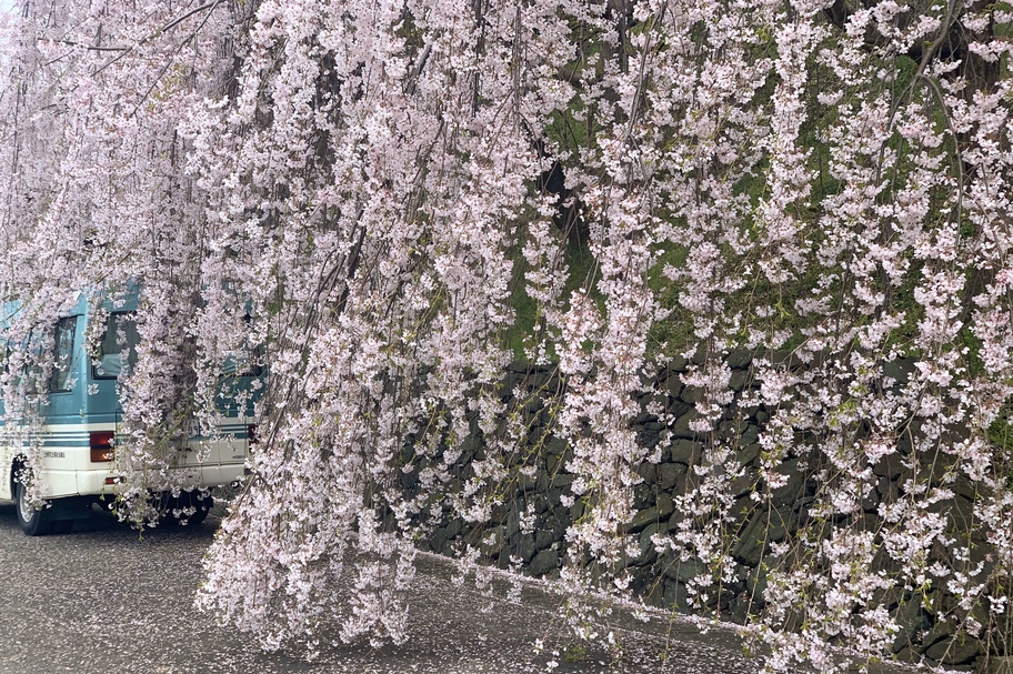 桜　お出かけ