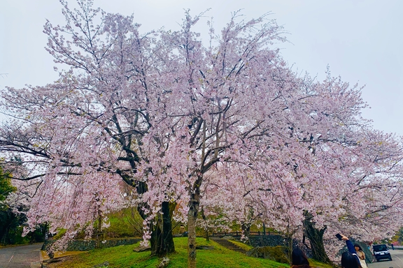 桜　お出かけ