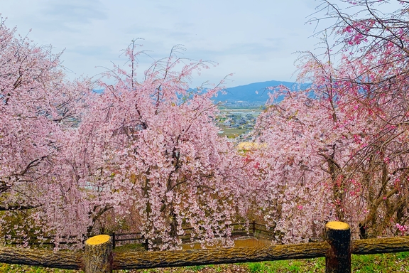 桜　お出かけ