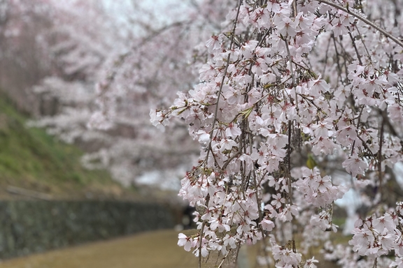 桜　お出かけ