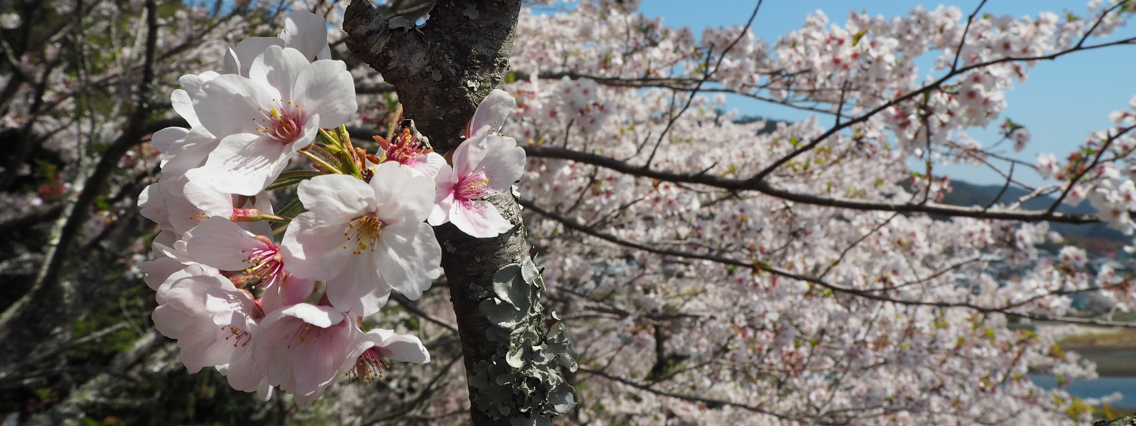 お出かけ　薬王寺