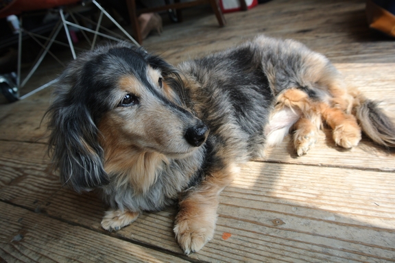 アティック　看板犬